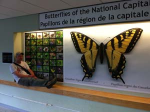 Butterfly Wall at Carleton with Rick Cavasin -
                    Oct. 2013